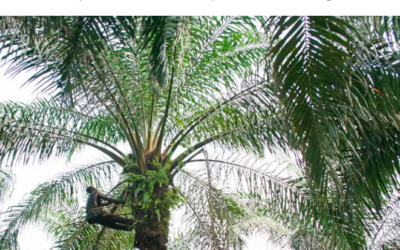 Palms of controversies