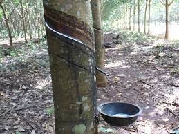Societe Financiere des Caoutchoucs : Socfin Cambodia commits to a sustainable management of its rubber plantations in Mondulkiri