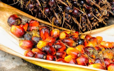 Big strides for sustainable palm oil: RSPO reports 165 percent spike in independent certified smallholders