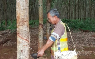 Traditionnal basket to collect cuplumps in the rubber fields in Cambodia